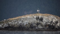 Eagles on Smith Island