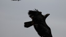 Gull harrassing eagle