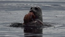 Harbor Seal eating an octupus