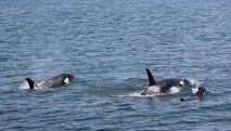 Orca Whales J Pod With Baby
