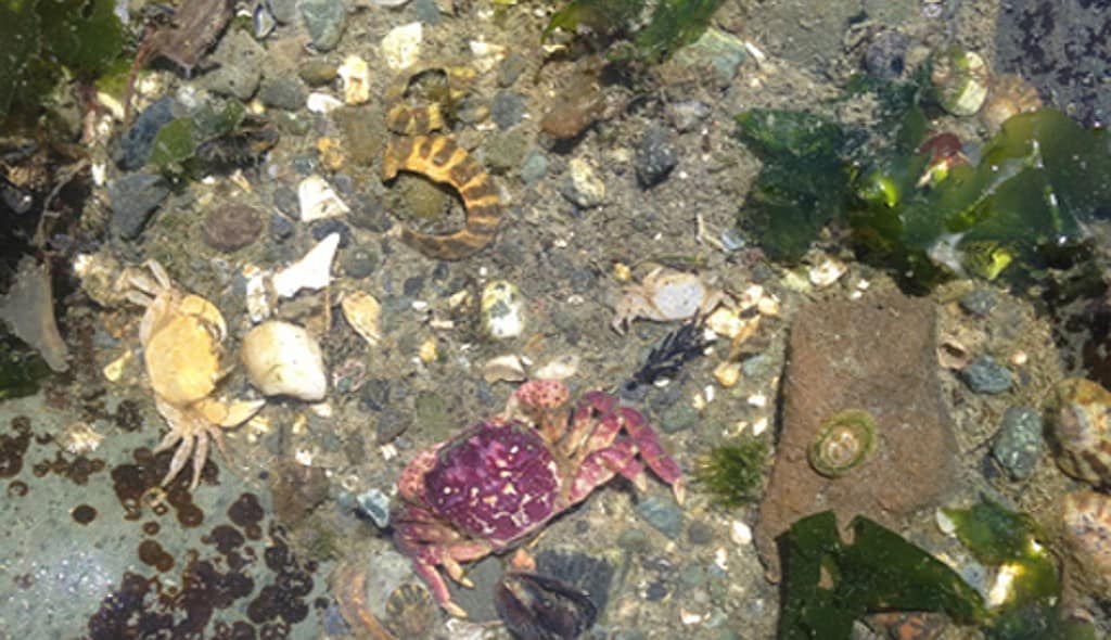 sucia island picnic cruise crabs in tidepool